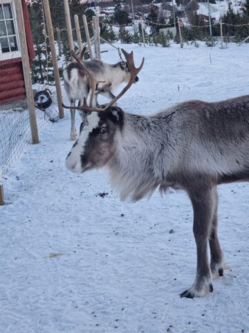 lofoten0182