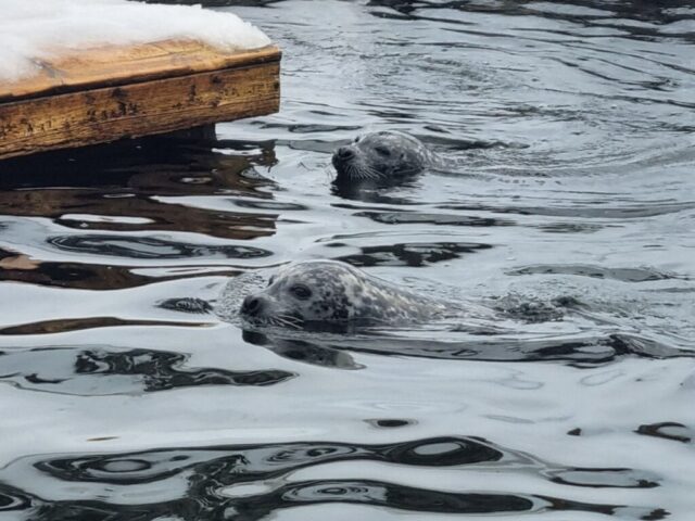 lofoten0528